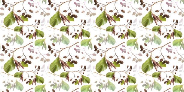 赤杨叶、柔荑花序和球果的一个分枝的无缝图案图片下载