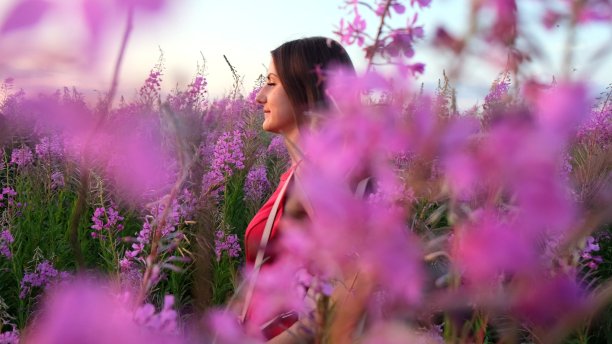 看背影的黑发女子走在柳树花丛中，她摸着盛开的鲜花。女孩在高大的茎fireweed在明亮的阳光傍晚日落图片下载