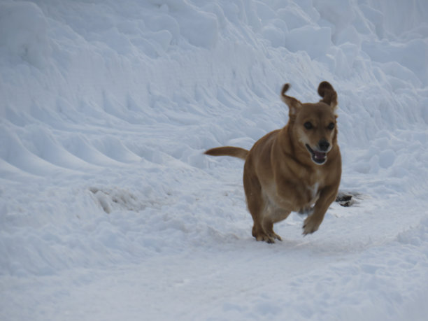 在雪地上奔跑的顽皮的红色杂种狗图片下载