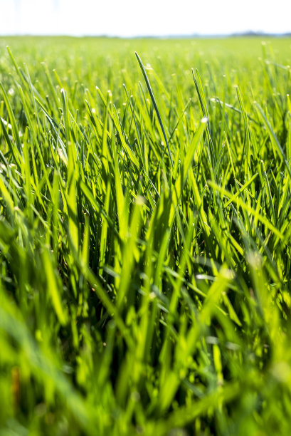 完美绿色健康草坪图片下载