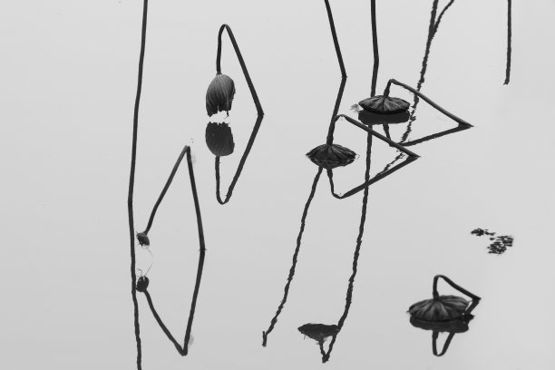 池塘里枯萎的荷花图片下载