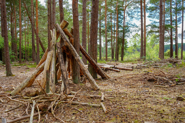 林中用树枝和圆木建造的小屋图片下载