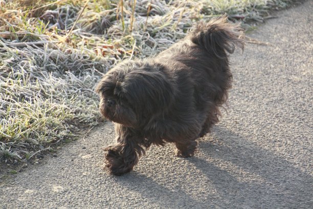 可爱的黑色西施犬图片下载