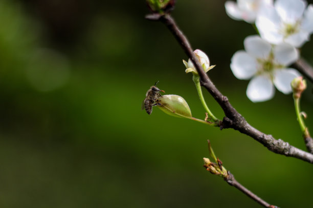 自然背景与盛开的白花和蜜蜂在中间的花蕾图片下载
