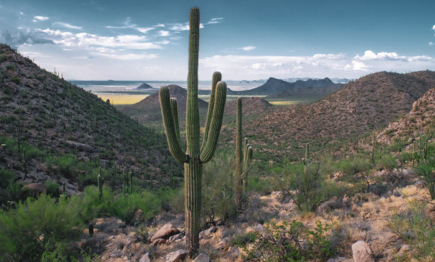 亚利桑那州多山荒漠中的仙人掌图片下载