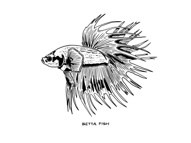 搏鱼- 004图片下载