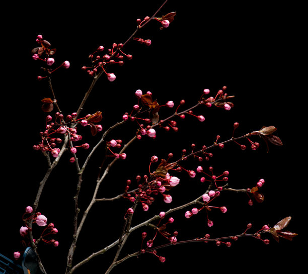 樱花的花图片下载