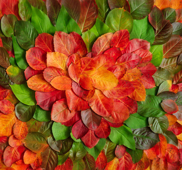 秋天的树叶，铺成心的形状图片下载