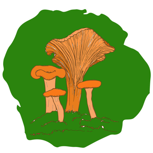 鸡油菌蘑菇手绘图片下载