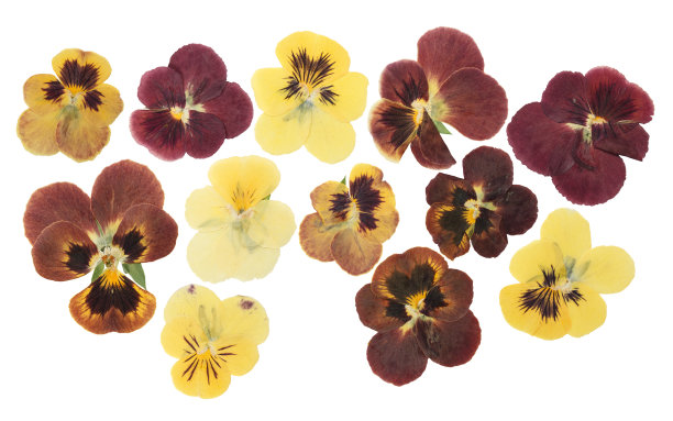 压干的三色堇或紫罗兰花，孤立在白色背景上。用于剪贴簿、花艺或植物标本室。图片下载