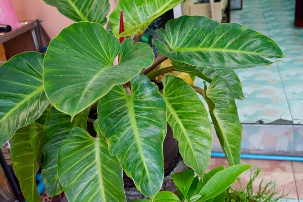 喜林芋图片下载