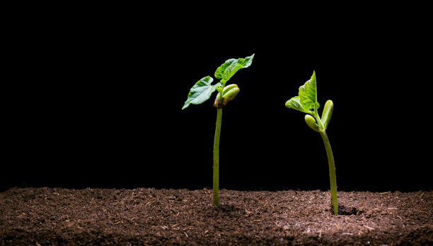 棕色土壤中的豆苗图片下载