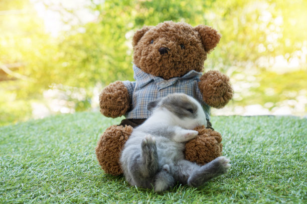 新生的小兔子和棕色的泰迪熊睡在苍茫的草地上。可爱的小兔子和小熊一起在家里放松。图片下载