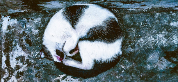 睡觉的猫图片下载