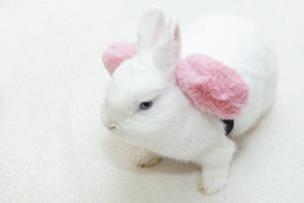 兔子白色背景的图像图片下载