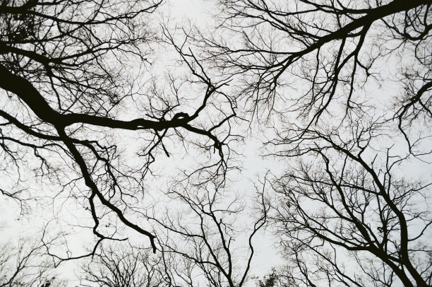 无叶的图片下载