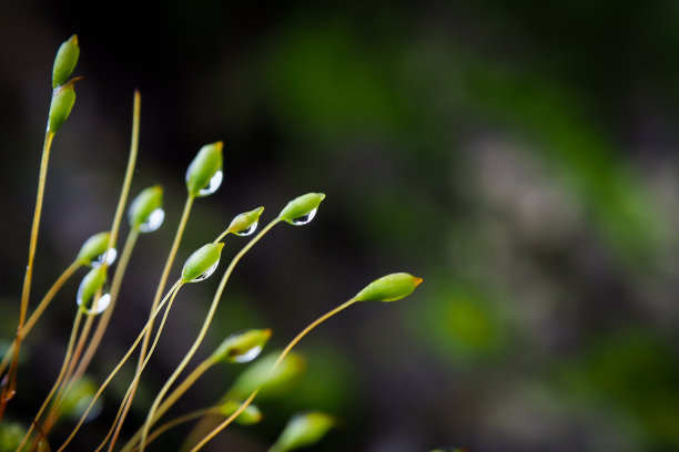 绿色苔藓的孢子有露水。以自然为背景。素材图片