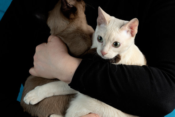 两只年轻的纯种日本母猫，小鹿和海豹的貂皮颜色，雌性的手和黑色的袖子图片下载