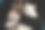 两只年轻的纯种日本母猫，小鹿和海豹的貂皮颜色，雌性的手和黑色的袖子图片下载