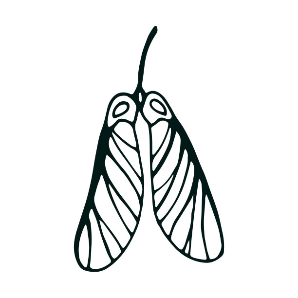 单涂鸦叶孤立在白色手绘图片下载