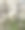 马尔科拍摄了一组蜜蜂在白色盛开的李子树上采蜜的照片。图片下载