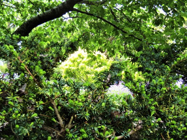 日本。4月。在日本的森林里。春天的背景。图片下载