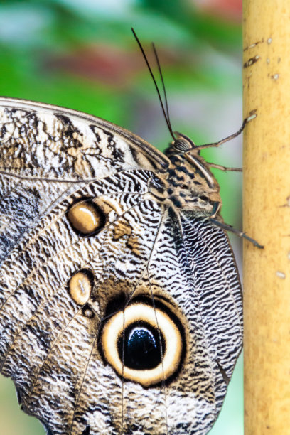 厄瓜多尔Mindo的Mariposario(蝴蝶屋)猫头鹰蝴蝶(Caligo eurilochus)图片下载