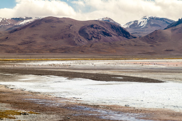 玻利维亚的拉古纳科罗拉多湖上的火烈鸟图片下载