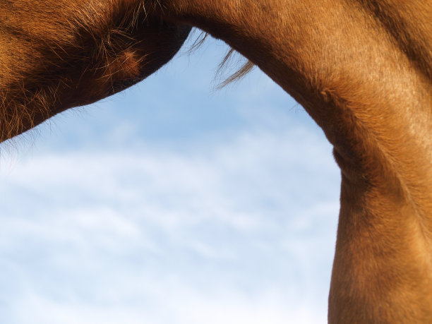 马文摘图片下载