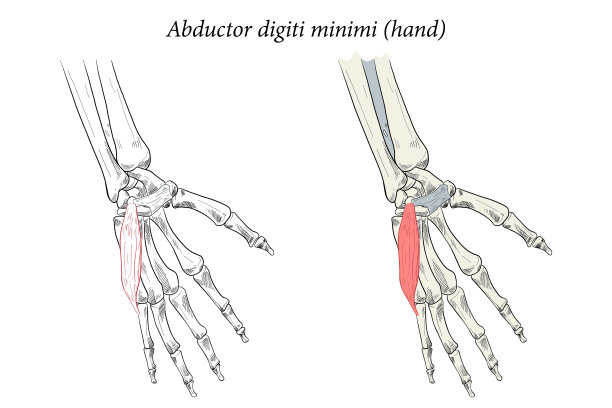 医用浅肌肉手和图片下载