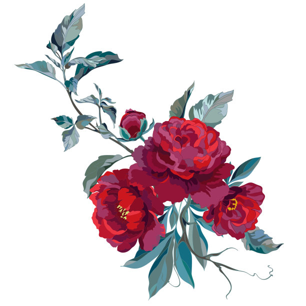 深红色的牡丹图片下载