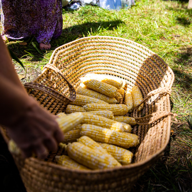 新鲜采摘的玉米图片下载