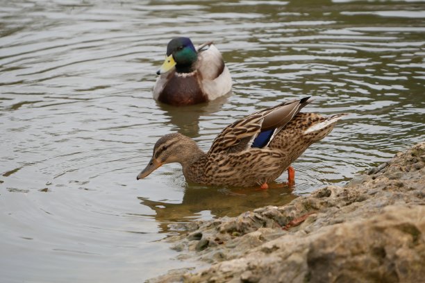 一对野鸭鸭图片下载