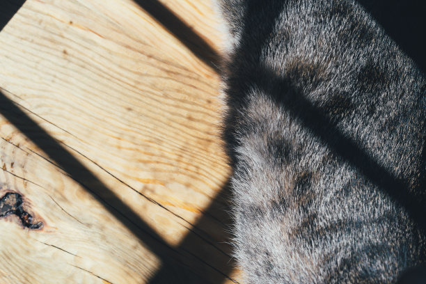 虎斑猫在室内木质背景上晒太阳图片下载