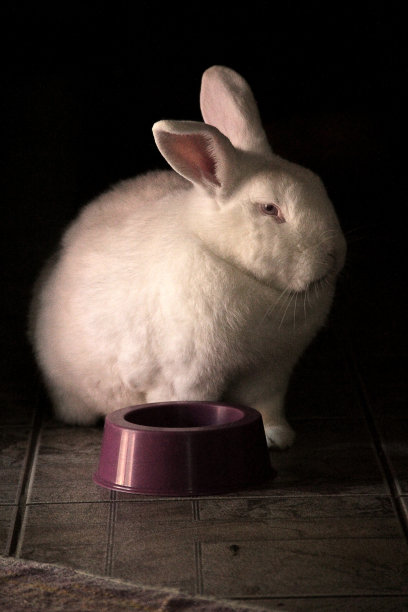 一只白色的兔子。图片下载