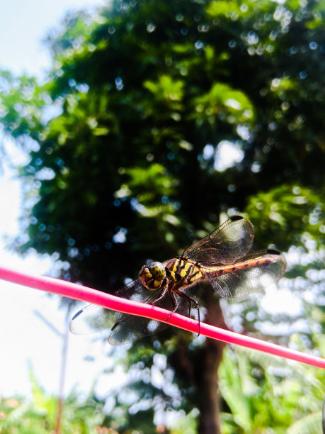 蜻蜓的动物图片下载