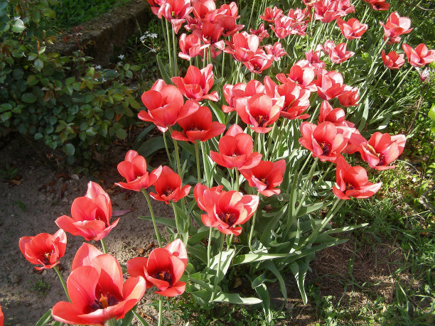 红色郁金香花图片下载