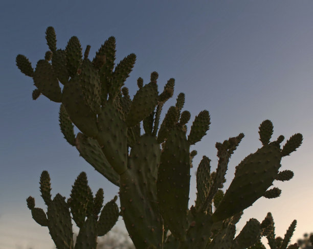 黄金时间的仙人掌图片下载