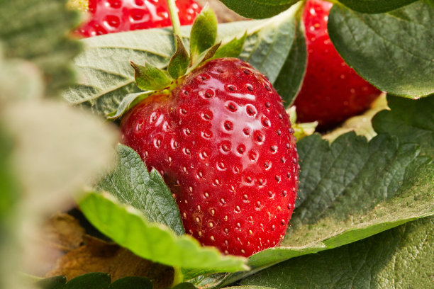 农场采摘新鲜草莓特写图片下载