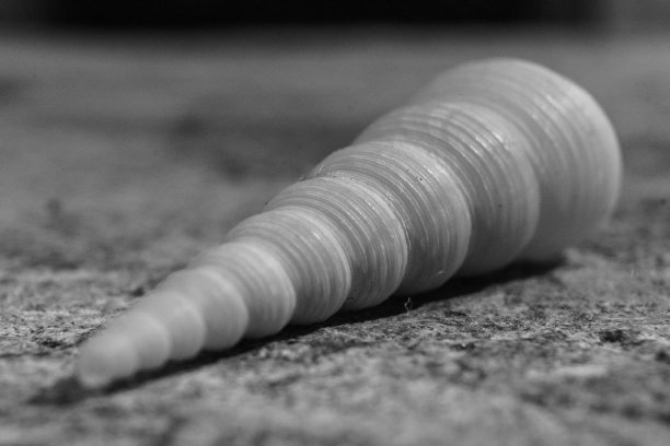 黑色和白色的螺旋状和锥形海贝图片下载