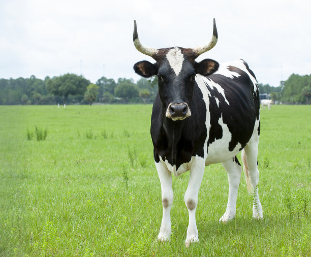 黑白相间的奶牛站在绿色的牧场上看着镜头图片下载