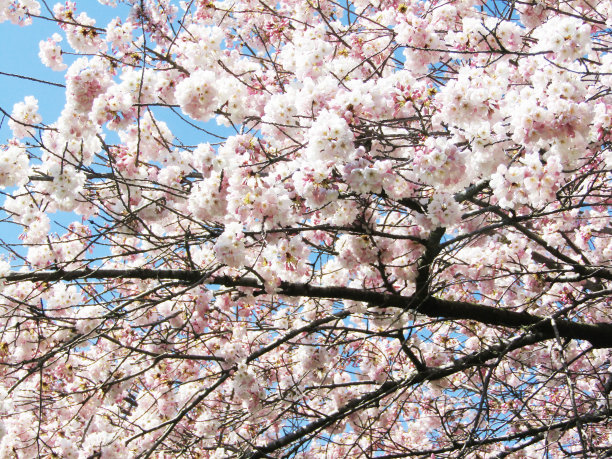 鲜亮漂亮的特写:秋野樱，粉红色的樱花绽放在2021年4月的春天图片下载