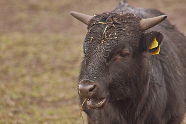 牛的肖像图片下载