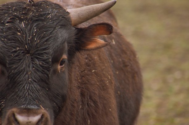 牛的肖像图片下载