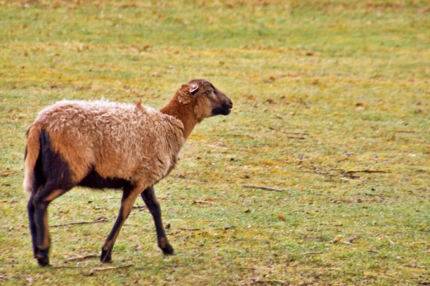 牧场上的羊图片下载