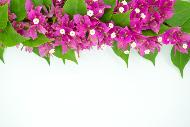 粉红色的叶子花属的花。图片下载