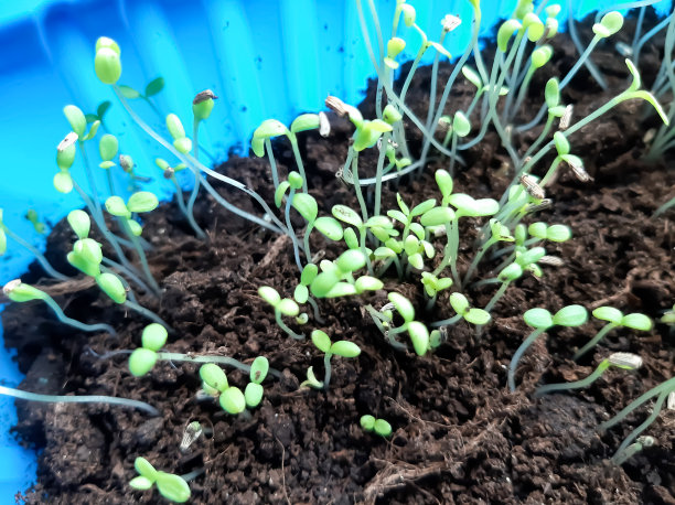 发芽的洋甘菊种子在四月播种  ￼图片下载