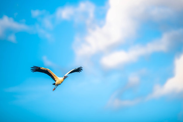 飞行中的木鹳图片下载
