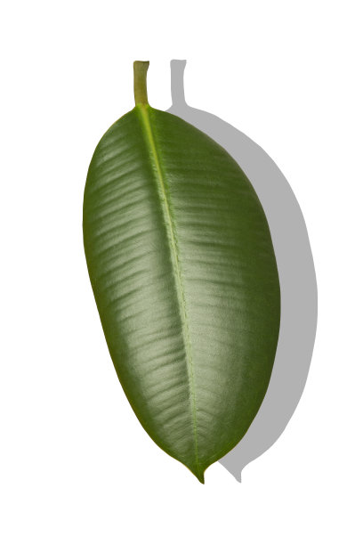榕树叶孤立。一种植物的绿叶，在白色的背景上有阴影图片下载