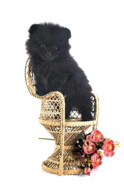 年轻的波美拉尼亚的图片下载